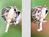 Phyllonorycter sp.
